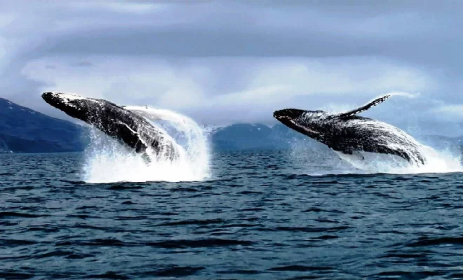 Количество китов в сетях Биткоина и Эфириума достигло исторического максимума